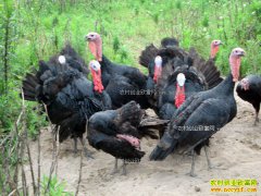 �𼦺����� 2017����ֳ��׬Ǯ��