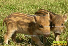 ũ��������ֳ���ڱ��������壿