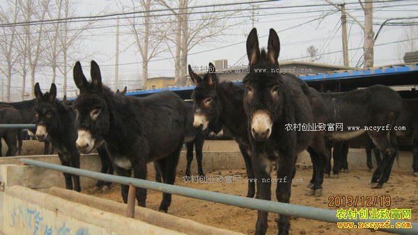 2017����¿׬Ǯ�� ������¿�᲻��������ҵһ��