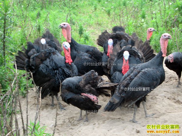 �𼦺����� 2017������׬Ǯ��