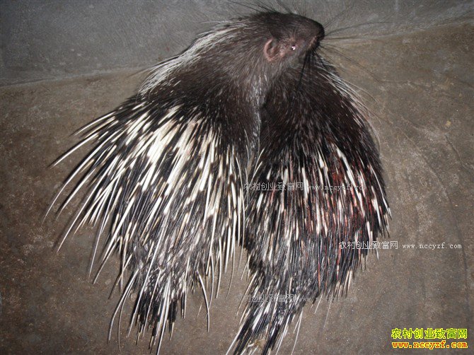 ������������С��������һֻ������׬��ǧԪ