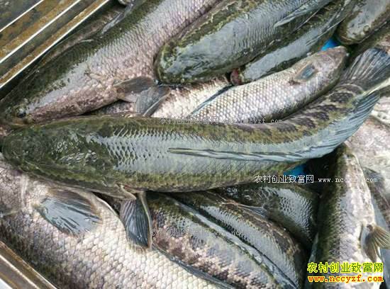 ��ֳ����׬Ǯ�� 2017����ֳ���㣨���㣩׬Ǯ�Ļ�������