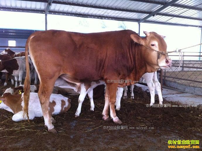 ��ţʲôʱ�䡢ʲô����������ã�