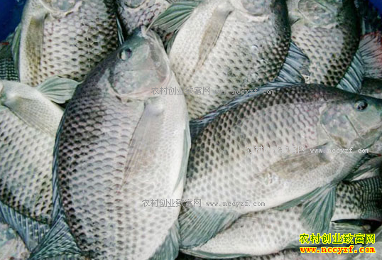 2017���޷���۸�����Ԥ�� ������ֳ�޷���׬Ǯ��