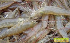 ��Ϻ�����߸� �����׶�Ϻ�г��۸��������