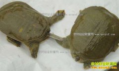 ���ܹ�ʣ������۸��µ� 2017��������׬Ǯ��