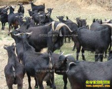 ��100ֻ��ɽ����׬����Ǯ?���ܺ�ɽ����ֳЧ�����