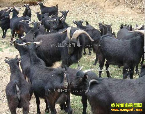 ��ֳ100ֻ��ɽ����׬����Ǯ?���ܺ�ɽ����ֳЧ�����