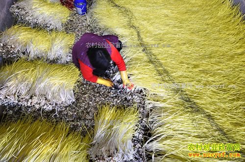 山东沂源县:种植蒜黄成农民致富好项目