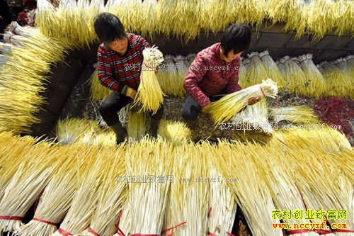 山东沂源县:种植蒜黄成农民致富好项目