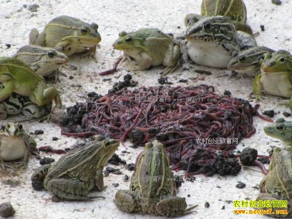养青蛙赚钱吗 养殖黑斑蛙亩产量4000多斤
