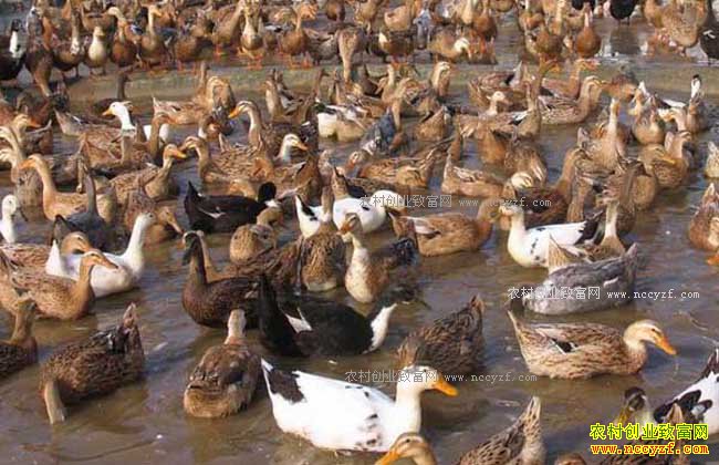 ��ֳ��Ѽ׬Ǯ�� 2017�군Ѽ��ֳ�ɱ�������