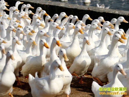 ��ֳ��Ѽ׬Ǯ�� 2017�군Ѽ��ֳ�ɱ�������