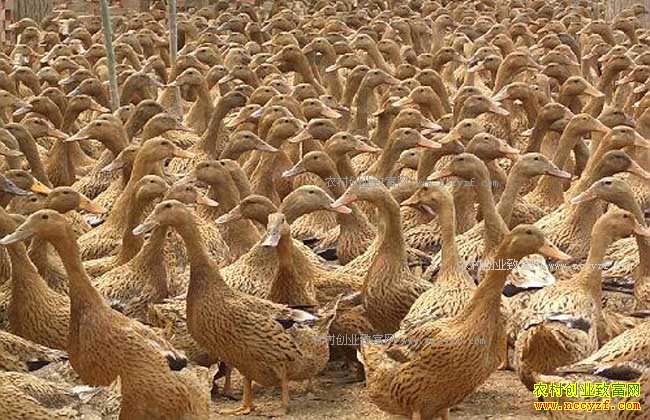 ��ֳ��Ѽ׬Ǯ�� 2017�군Ѽ��ֳ�ɱ�������