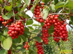 ��ֲ��ζ��׬Ǯ��?2017����ζ����ֲǰ������