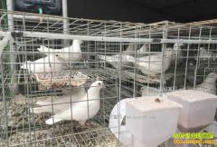 ����������׬Ǯ��?2017�������ֳ�ɱ���Ч�����