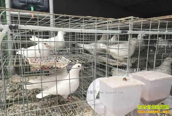 2017�������׬Ǯ��?�����ֳ�ɱ���Ч�����