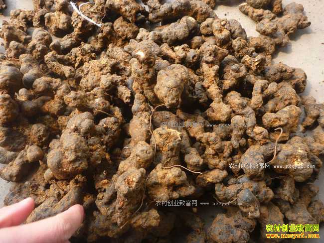 ��ֲ����׬Ǯ��?2017��������ֲ�ɱ�Ч�����