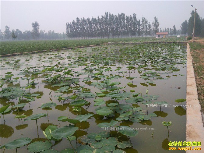 ����ź׬Ǯ��?2017��ǳˮ��ź��ֲ�ɱ���Ч��