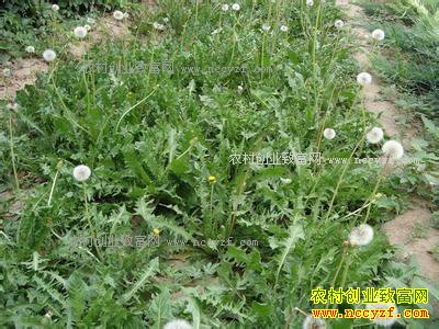 ��ֲ�ѹ�Ӣ׬Ǯ�� �ѹ�Ӣ��ֲЧ�漰��ֲ����