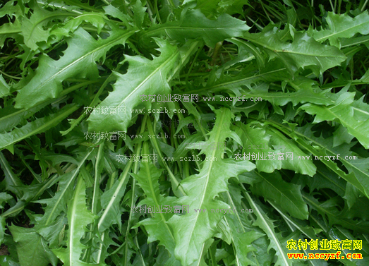 ��ֲ�ѹ�Ӣ׬Ǯ�� �ѹ�Ӣ��ֲЧ�漰��ֲ����