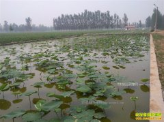 ����ź׬Ǯ��?2017��ǳˮ��ź��ֲ�ɱ���Ч��