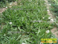 ��ֲ�ѹ�Ӣ׬Ǯ�� �ѹ�Ӣ��ֲЧ�漰��ֲ����