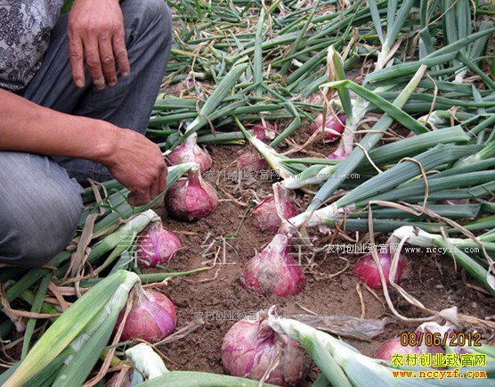 ���������޶�����ֲ���������Ʒ���غ챦Ч���