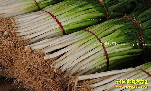 2016���м۸�ع˼�2017���м۸�����Ԥ��