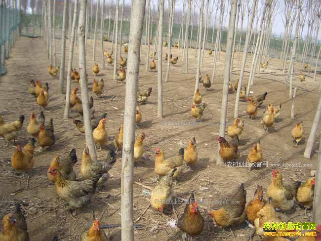 ���Ӽ���ֳ����Ҫ��