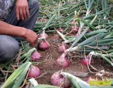 ���������޶�����ֲ���������Ʒ���غ챦Ч���