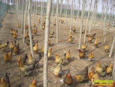 ���Ӽ���ֳ����Ҫ��