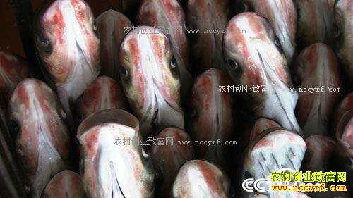 [�¸���]������������ʷ������ɰ����ͷ�����ǧ�򸻽�