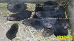 ������׬Ǯ��2017��������ֳǰ������