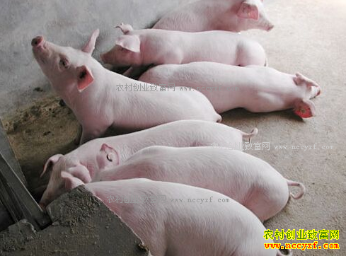 ���������۸�����Ԥ�⣺���۸������������ �Ի������