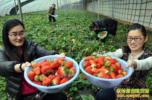 �ӱ��������������ֲ��̬��ݮ���ϻ�