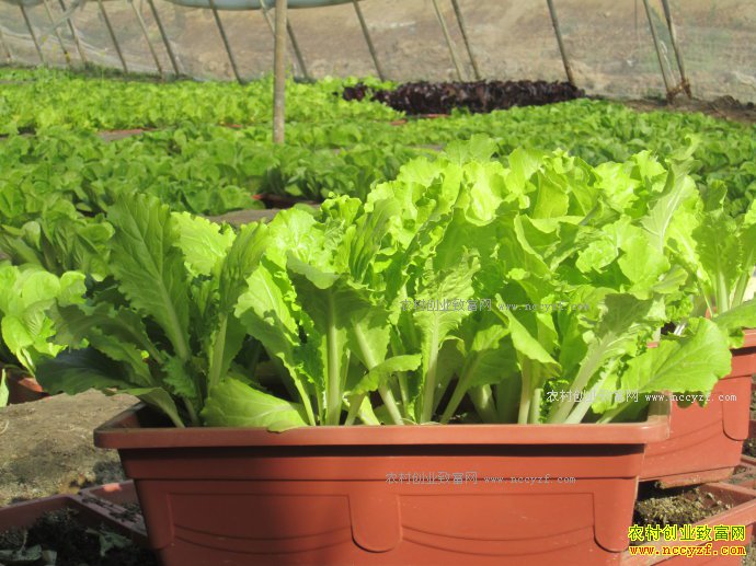 �������ࣺ���������߲˳�ũ���¸�����Ŀ