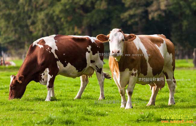 2017�갲��ʡ����ҵ������Ŀ��ר�����