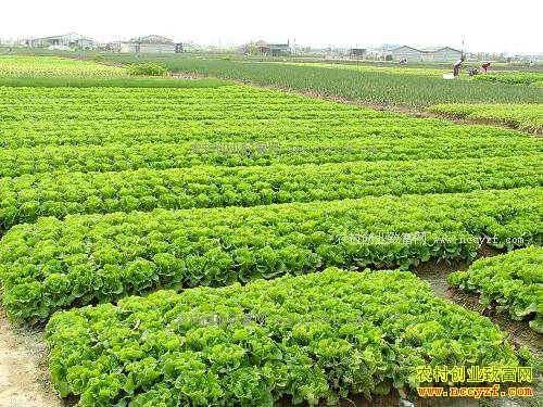 ���߲��в�����2017�갲����ʩ�߲˱�׼԰����10��Ԫ