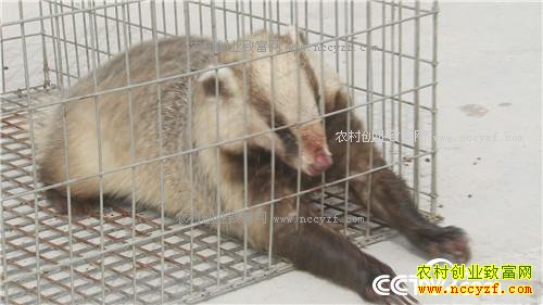 �����������´�