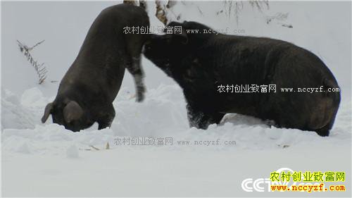 �����������´�