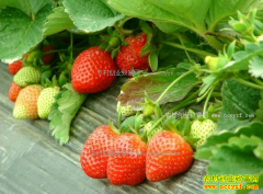 ��ݮ�۸�һ���5�� ɽ���ൺ���ز�ݮ3�·ݽ���������