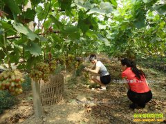 ������������ֲ����Ķ������1.5���ũ���¸�����Ŀ