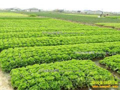 ���߲��в�����2017�갲����ʩ�߲˱�׼԰����10��Ԫ