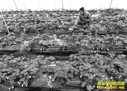 ����ǭ����������ֲ��ݮ��ũ���¸�����Ŀ