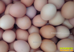 2017�꼦���۸����飺���ں����켦���۸����