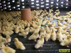 �Ĵ������긻��ҵרҵ��������Ѽ����Ѽ����ũ�¸�