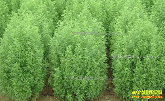 ��ֲ����׬Ǯ��2017������۸�Ԥ�⼰��ֲǰ��