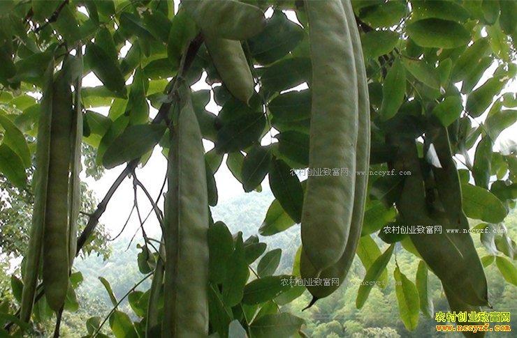 ��ֲ������׬Ǯ��2017�����Ǽ۸�Ԥ�⼰��ֲǰ������