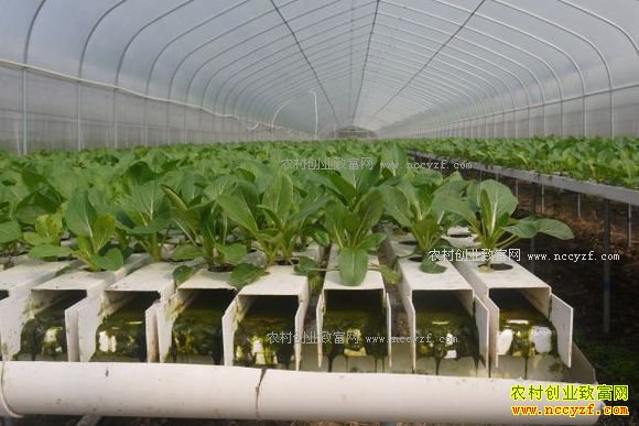 �㽭��������ɭӪ��Һ���߲˴����������